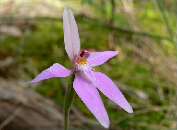 Caladenia latafolia - Pink Fairies.jpg